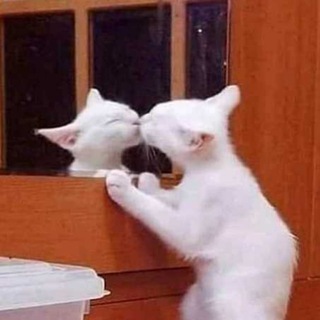 Логотип @ilovemyfaceandbody - Я принимаю себя!