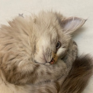 Логотип @ilvvvinka - комментарии к каналу¿