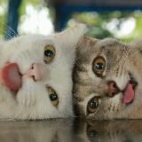 Логотип @imacat - I'm a cat, mlem