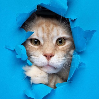 Логотип @imacatmlem - ЯЖЕКОТ!