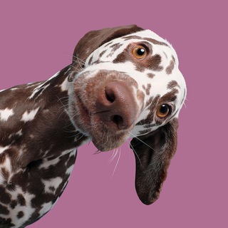 Логотип @imadogwoof - ЯЖЕПЁС!