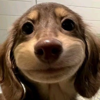 Логотип @imared - Капи ~ Кара