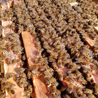 Логотип @imker - Die Imkerei