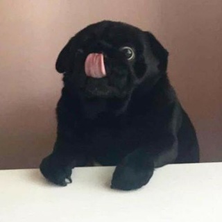 Логотип @imnotacat - I’m not a cat, blep