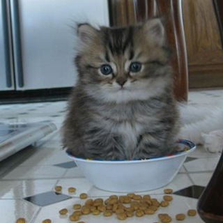 Логотип @imnotdavid_chat - Ви атаковані chatique