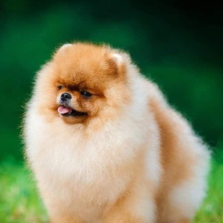 Логотип @imperianet_poms - Imperia Net Империя Нэт