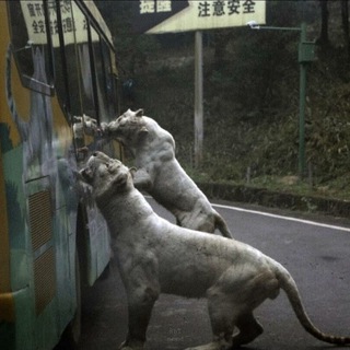 Логотип @impulsshow - ℑ𝔪𝔭𝔲𝔩𝔰