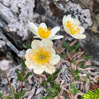 Логотип @in_plantae_veritas - The Botanist