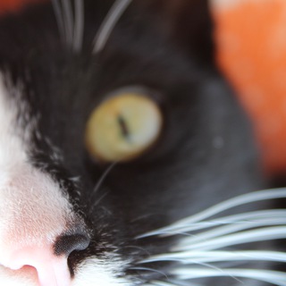 Логотип @in_the_window - In_the_window🐈‍⬛🐕‍🦺