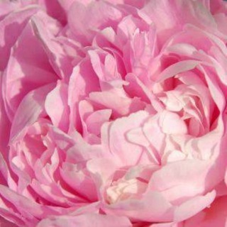 Логотип @inasekreto - Ina Sekreto // О телесности, эмоциях и жизни