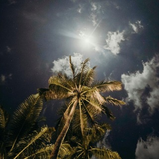 Логотип @india_nepal - Дикие туры 🇮🇳 Индия | Гоа | Гималаи