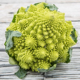 Логотип @indibiome_news - indiBiome NEWS