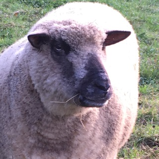 Логотип @infiniteloveforanimals - Tierfreund 🐾