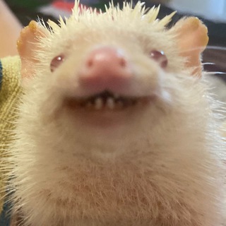 Логотип @inflavecat - INFLAVE.pets