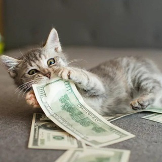 Логотип @infocats - Инфокотики