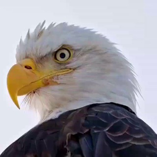 Логотип @infonesh - Info Nesh🇮🇹