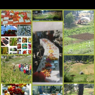 Логотип @informationssammlung1 - Mittelerdes Saat & Ernte 🍀