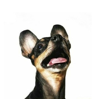 Логотип @infotoyterrierclub - ToyTerrierClub🦴