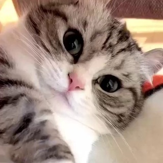 Логотип @injuankanal - инжуанканал