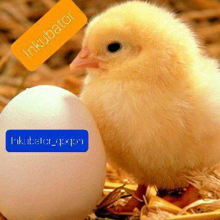 Логотип @inkubator_qoqon - 🐣INKUBATOR🐥