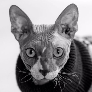 Логотип @innersh1necs - Counter-Strike по полочкам