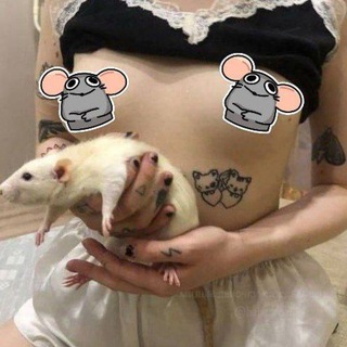 Логотип @inni_zaackoe - крысинный телеграм