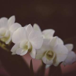 Логотип @insaf_insafu - ‘Nur ✿