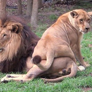 Логотип @inspiring_men - Школа мужской мудрости