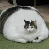 Логотип @inst_prikol - Мемы | Видео | Юмор