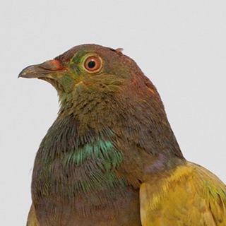 Логотип @instituteofbarthes - Институт прикладной бартологии