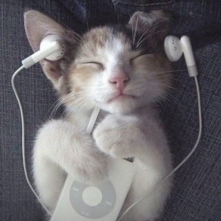 Логотип @int3rnalmemory - кто сказал мяу