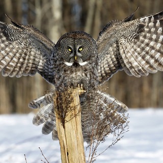 Логотип @intellect_molodezh - ИНТЕЛЛЕКТУАЛЬНЫЕ ИГРЫ В КЛУБЕ "МОЛОДЕЖЬ"