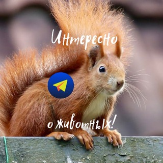 Логотип @interesting_animals - Интересно о животных!