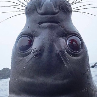 Логотип @internationalrp - Международный Чат РП