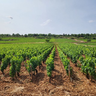 Логотип @intoxicating_burgundy - Упоительная Бургундия