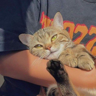 Логотип @introverthouse - Будинок Інтроверта