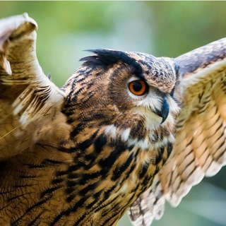 Логотип @invectcumom - Инвестиции с умом GL