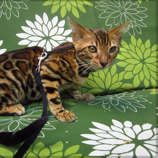 Логотип @investclubcrypto - Мысли Котенка - Crypto