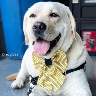 Логотип @investdoggy2 - Investdog