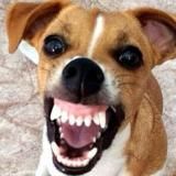 Логотип @ipsc48 - Старый канал