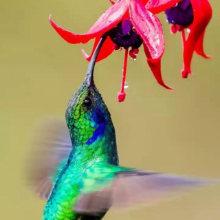 Логотип @iqtidorlisan - ꧁🌸🌸꧂... BEKAT...꧁🌸🌸꧂