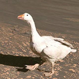 Логотип @iraq_rusproj - Центральное Болото