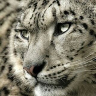 Логотип @irbisir - IRbis