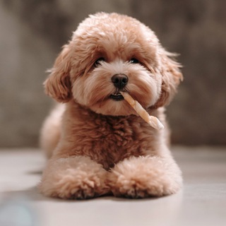 Логотип @irina_myagkov - ЧИСТО ТОЛИК