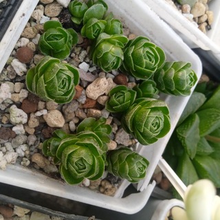 Логотип @irina_tcvetok - Ирина цветок Суккуленты