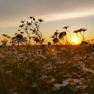 Логотип @irinakmsdv - ФотоМир📸