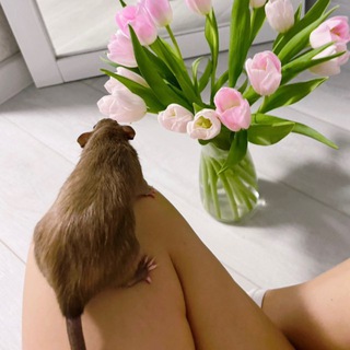 Логотип @irishkamimi - irishka.mimi 🫧