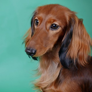 Логотип @irisson_taksa - ИриссОн