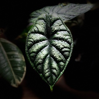 Логотип @irmaandflowers - IRMA plants