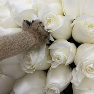 Логотип @irsanazzz - 𝒾𝓇𝓈💌